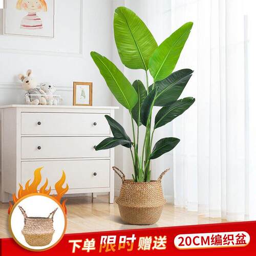 旅人蕉彷真绿色植物物室内盆栽大型彷生花假树轻奢客厅彷真树落地