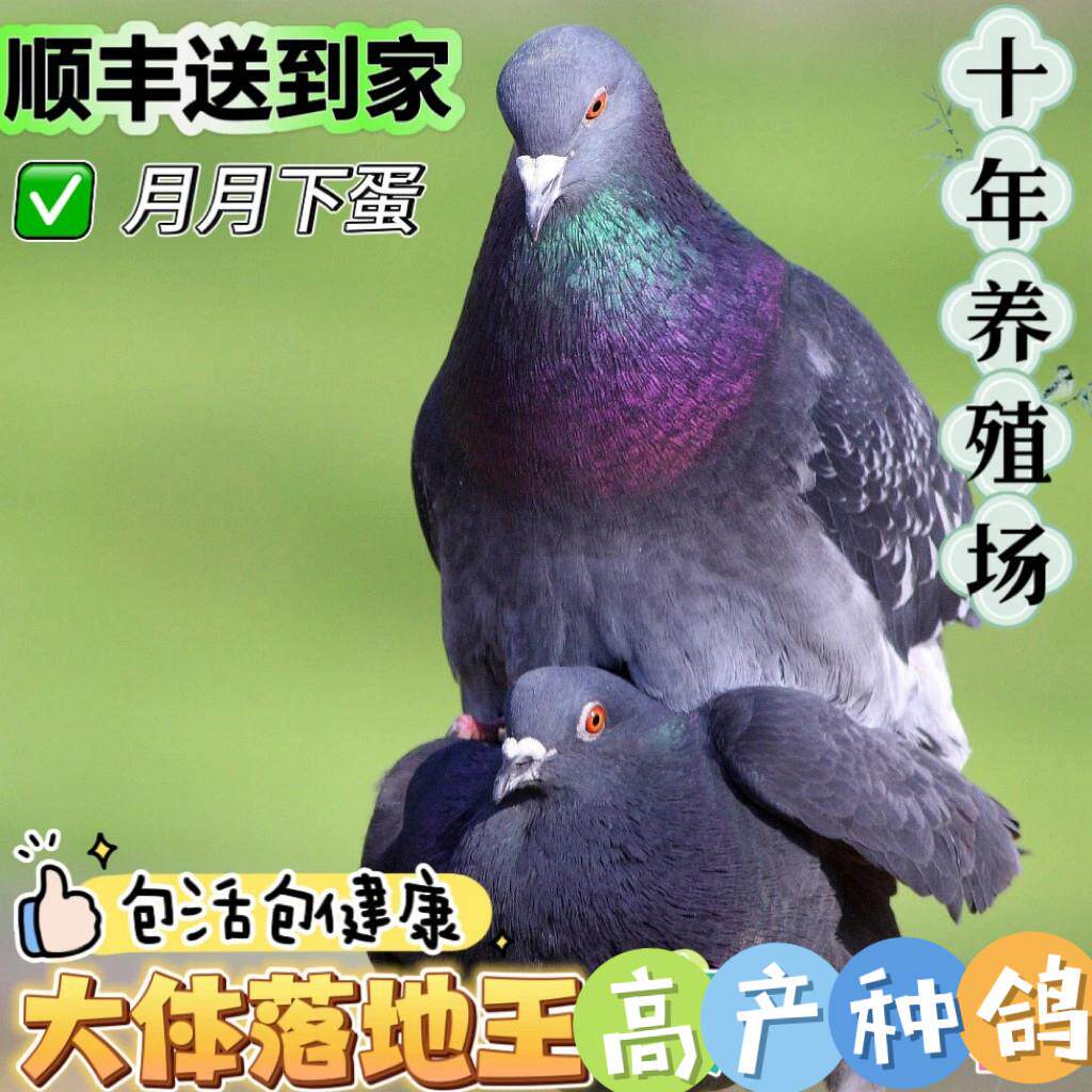 鸽子活一对公母大体落地王鸽种鸽元宝鸽下蛋繁殖观赏信鸽肉鸽幼鸽