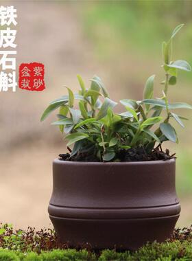 铁皮石斛苗种苗红杆2年驯化苗绿植盆景【紫砂盆栽】室内绿植种植