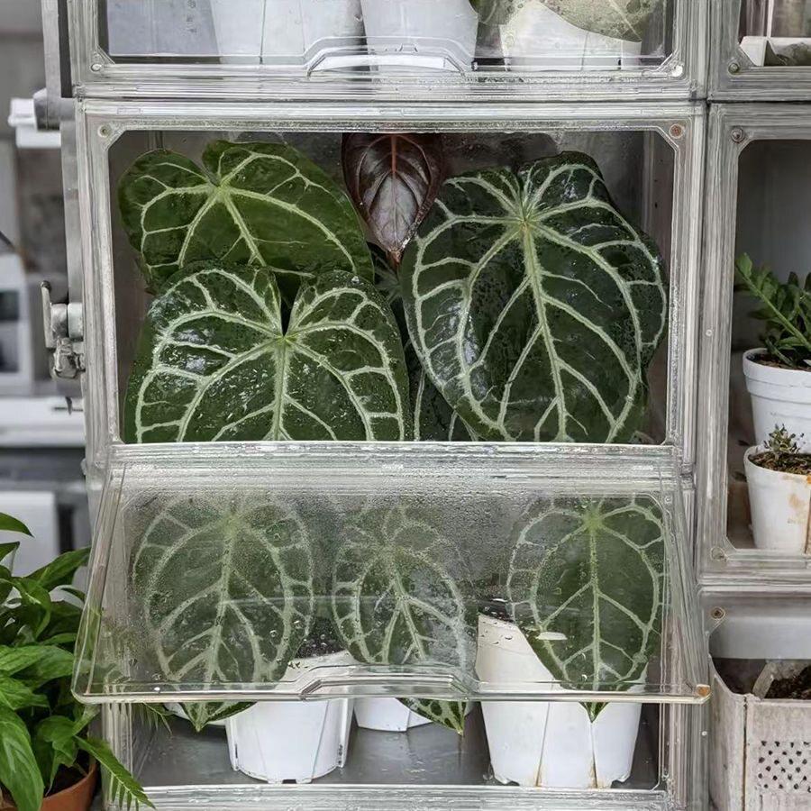 热植柜压克力盆栽室内植物秋海棠花烛植物热植闷养箱温室加湿盒子