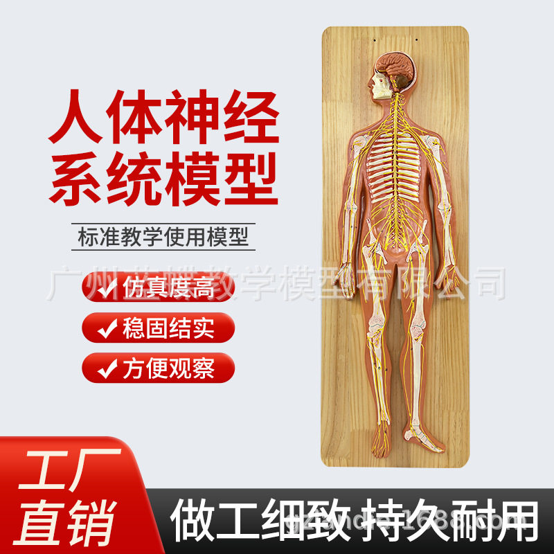 人体神经系统解剖模型 人体中枢神经系统模型 脑 脊髓 周围脊神经