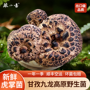 藏小嘻新鲜虎掌菌四川甘孜九龙野生菌菇出口级品质獐子菌虎掌菌