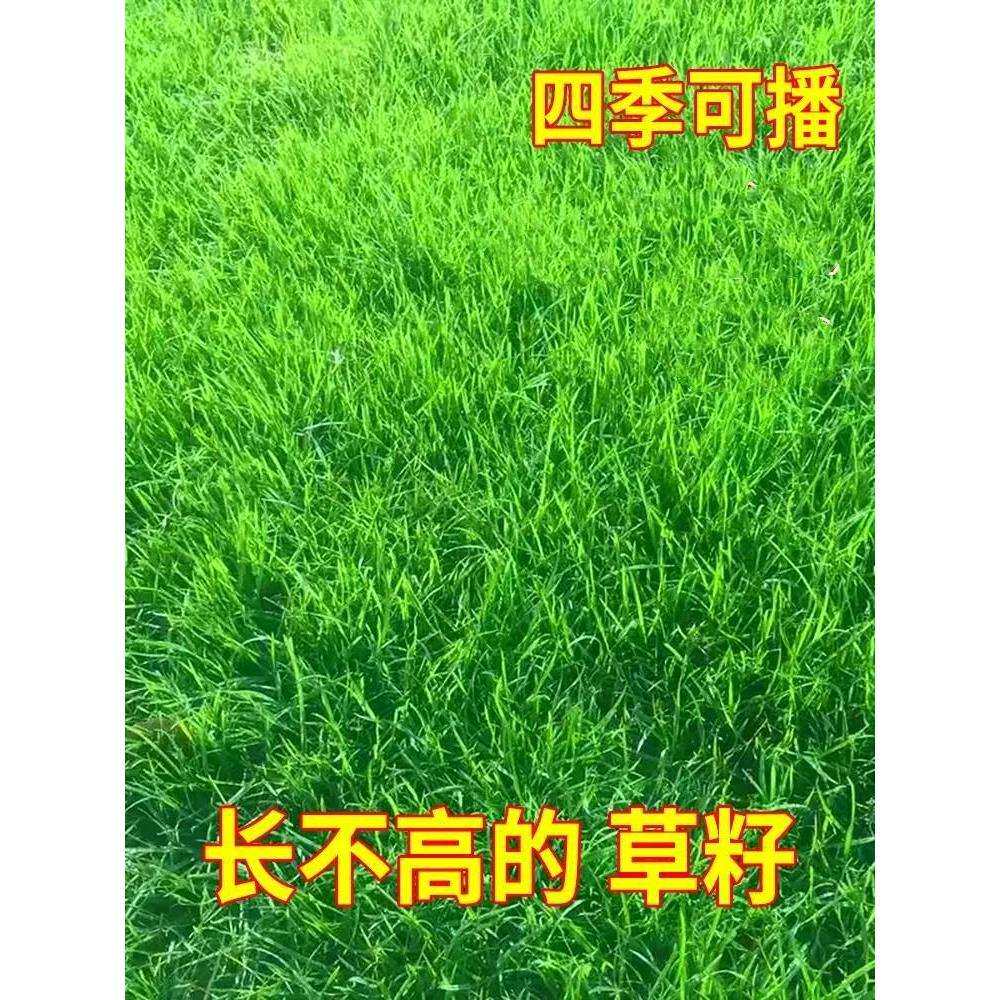 早熟禾草籽四季常青多年生易活庭院别墅绿化低矮耐践踏草坪草种籽