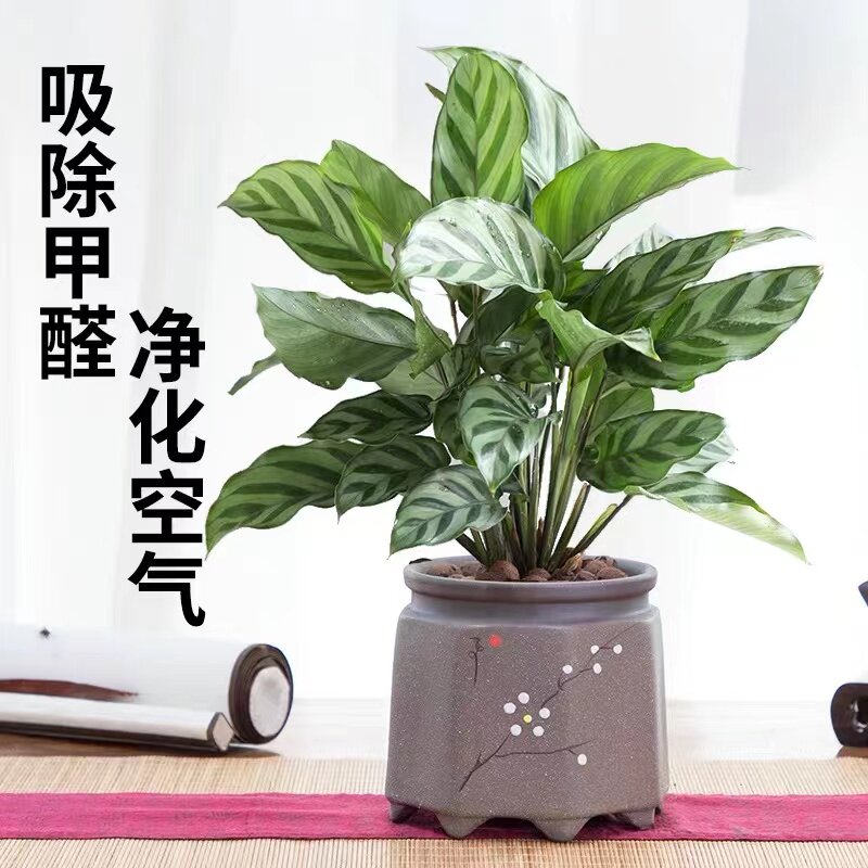 翠叶竹芋小盆栽猫眼室内客厅桌面办公四季常青植物七彩吸甲醛花卉_虎窝淘
