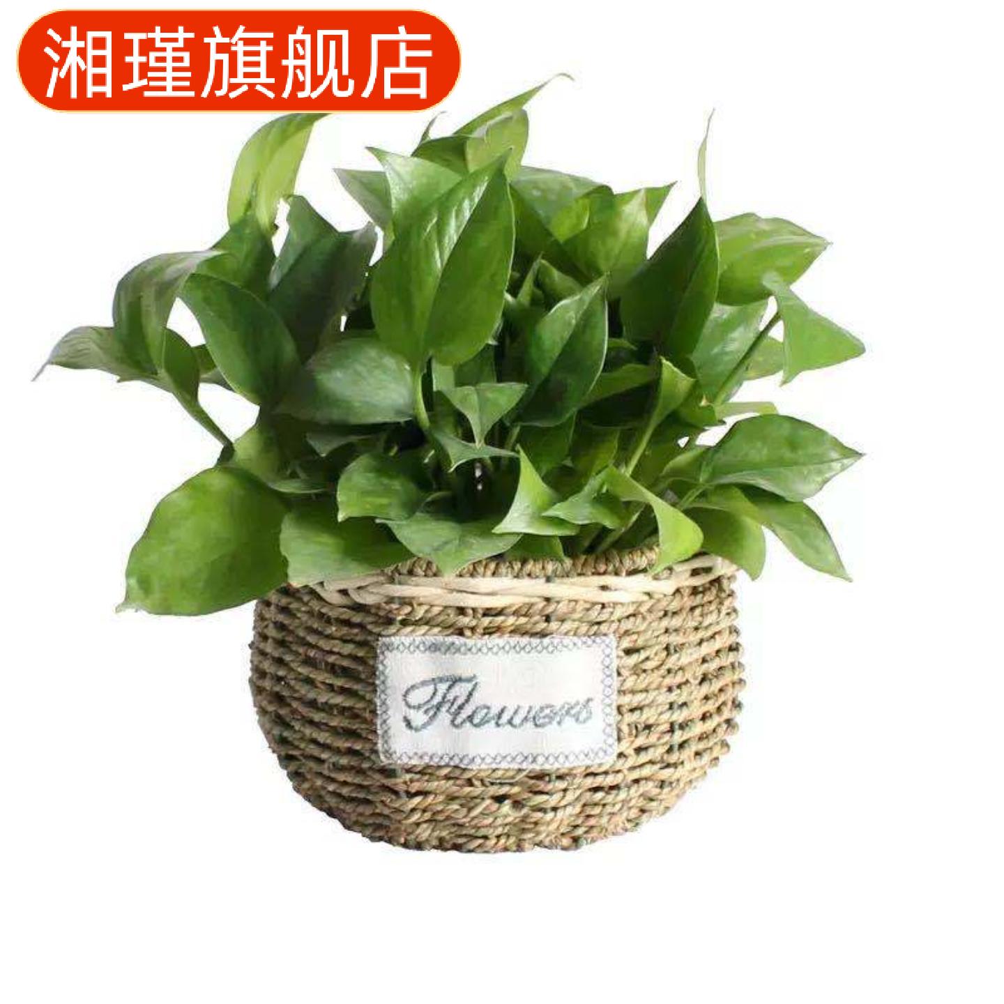 花篮草编藤编插花挂壁花盆绿植