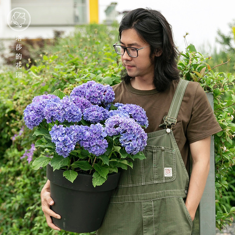 塔莎的花园 无尽夏绣球花苗盆栽乔木绣球庭院阳台家庭花卉花手鞠