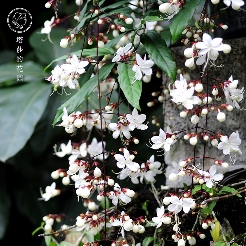 塔莎的花园 垂丝茉莉盆栽仙气喜光多年生常绿灌木洁白花朵瀑布