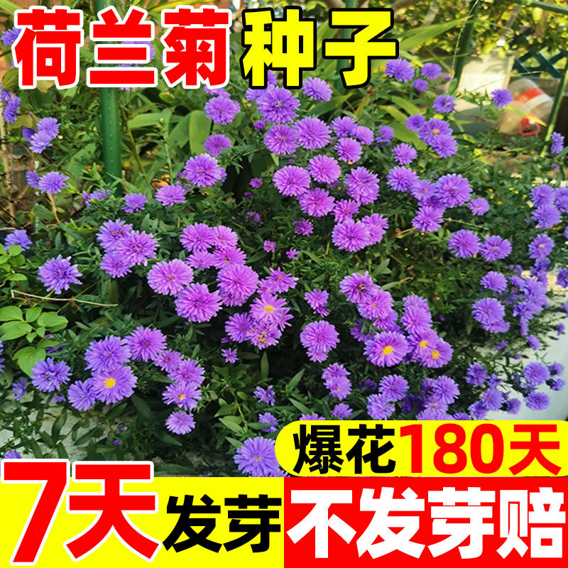 荷兰菊花种子重瓣紫苑翠菊乒乓菊阳台庭院盆栽花种籽小卡罗拉大苗