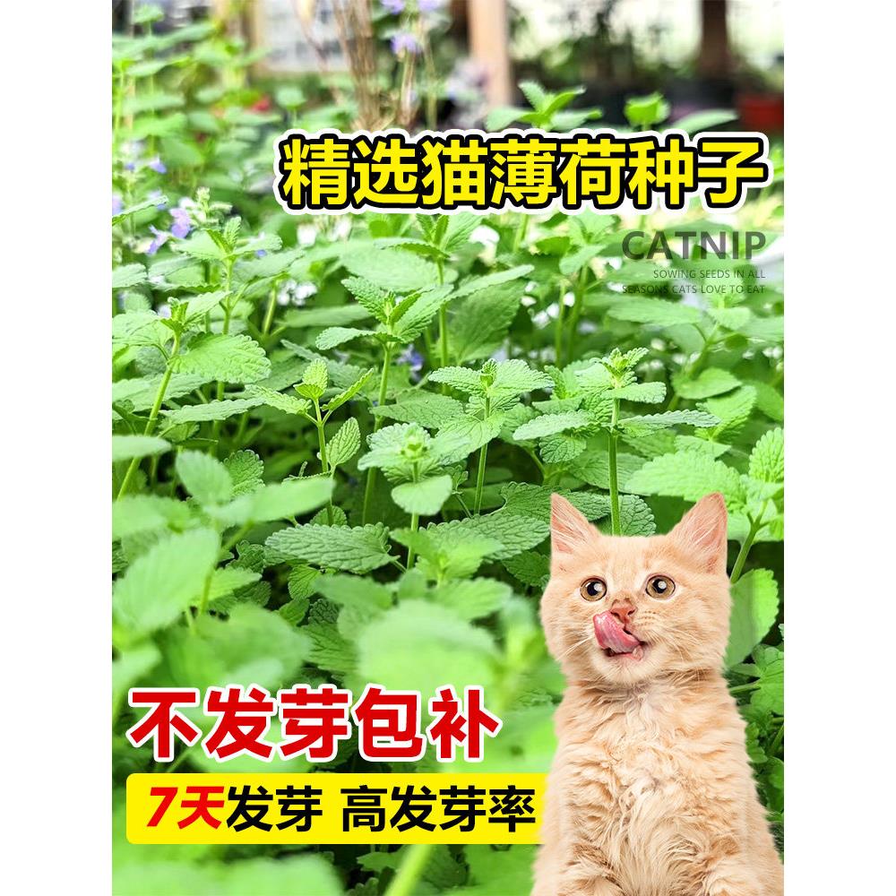 猫薄荷种子可食用籽四季植图片
