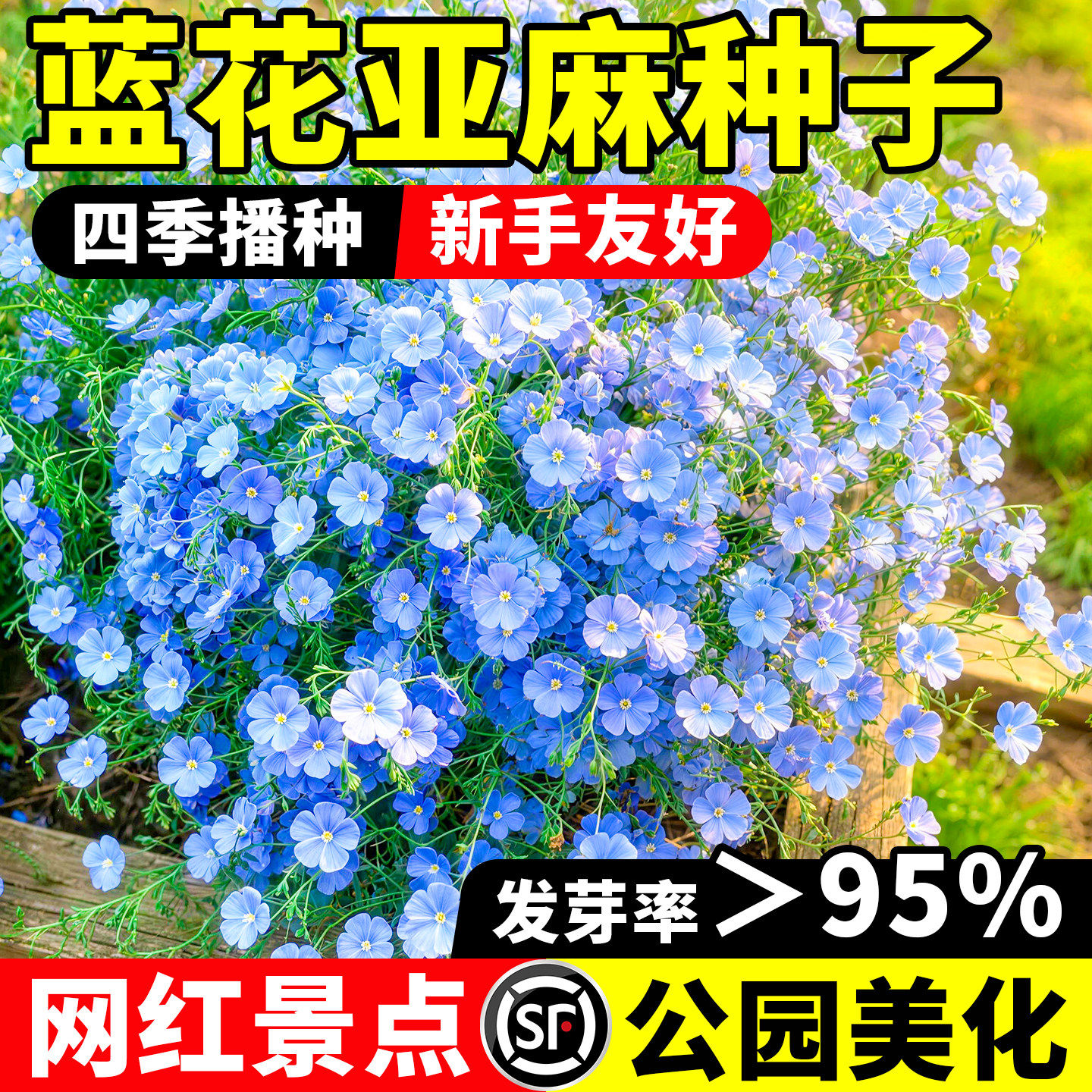蓝花亚麻花种子多年生四季室内开花庭院盆栽好养易活花卉植物种籽 - 实物图