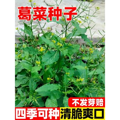 野生塘葛菜种子四季播油鸡