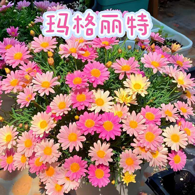 玛格丽特花种子室外景观花园美化室内阳台盆栽四季易种植花卉种籽