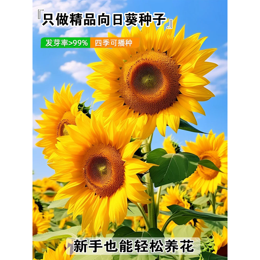 一举夺魁高杆向日葵种孑子盆栽室外庭院易活观赏切花食用葵花种籽