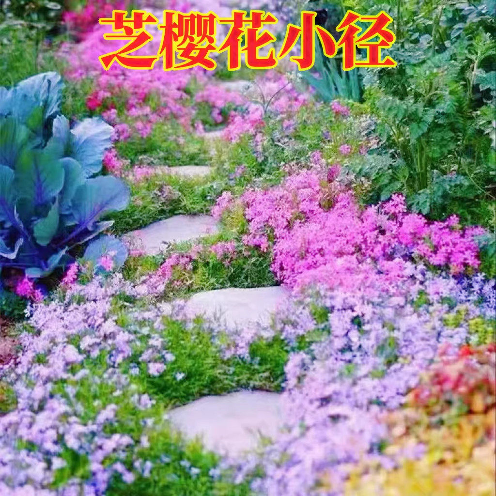 芝樱花种子低矮耐寒福禄考花籽花种四季室外北方阳台遇土疯长花种图片