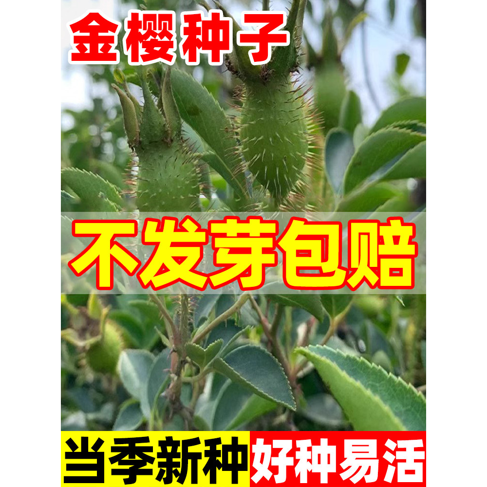 金樱种子籽苗当年现采金樱子种子中草药苗山石榴糖罐庭院花卉种籽