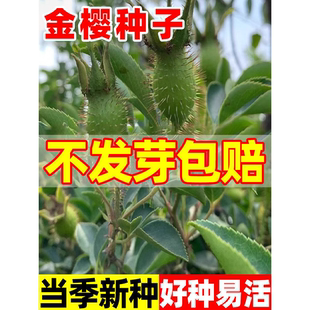 金樱种子籽苗当年现采金樱子种子中草药苗山石榴糖罐庭院花卉种籽