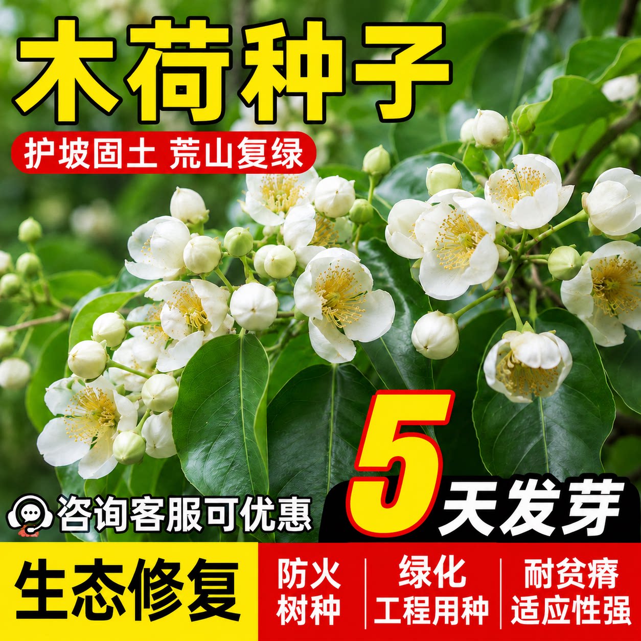 木荷种子林木树种籽绿化工程园林观赏行道树护坡固土荒山复绿好养