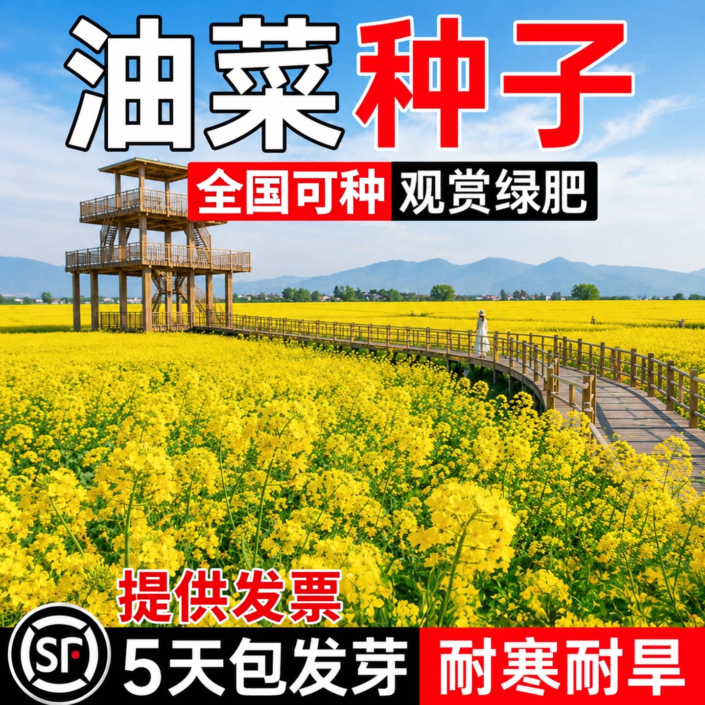 油菜花种子秋播高产观赏食用耐寒耐旱春油菜花籽榨油菜籽花海种孑
