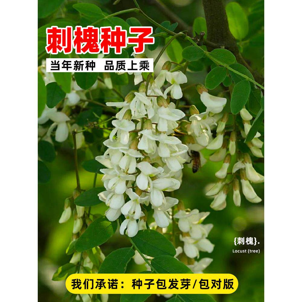 刺槐种子护坡固土草籽草种白花刺槐树香花槐紫穗槐洋槐槐花树种籽