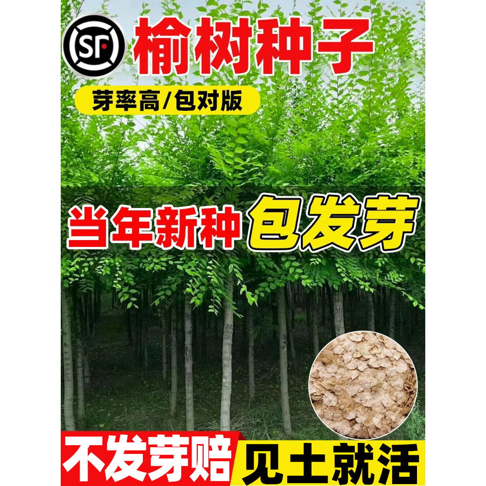 榆树种子新采榆树墙种籽耐寒绿化行道树白榆树榆钱金叶榆榔榆种孑