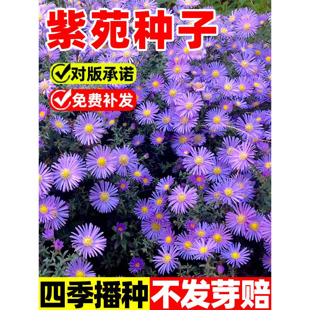 紫菀花种子多年生庭院室外阳台盆栽春秋播种开花高山青苑返魂草籽