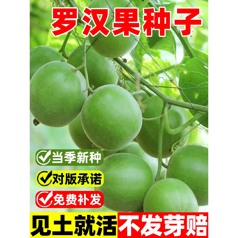 罗汉果种子罗汉果树苗庭院阳台种苗盆栽罗汉果苗当年挂果大田种植