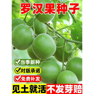 罗汉果种子树苗庭院阳台盆
