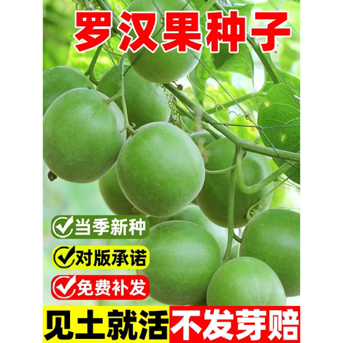 罗汉果种子树苗庭院阳台盆