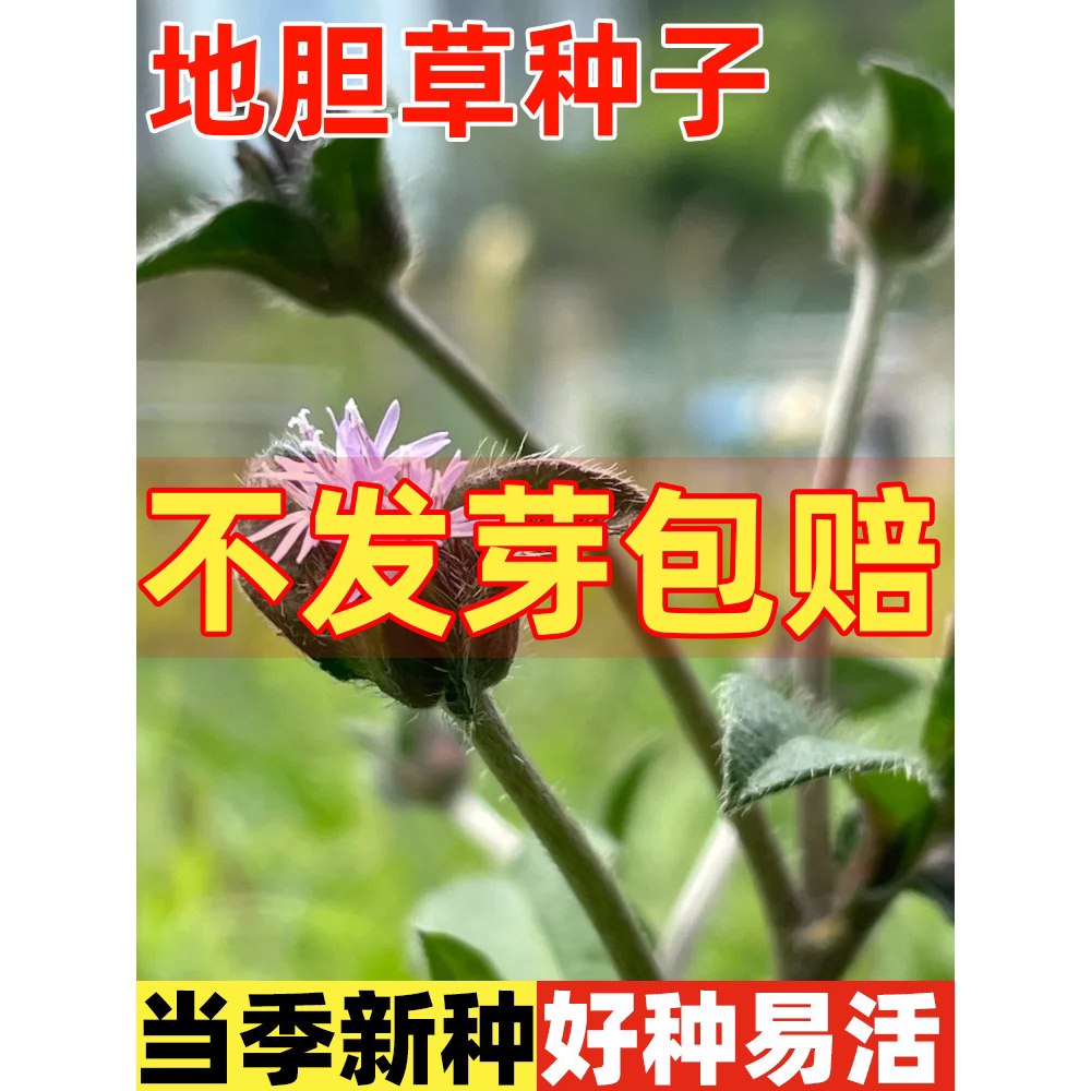 地胆草种子地胆头苦地胆红花地斩头种籽四季种植易活多年生草药籽