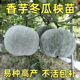 香芋冬瓜秧苗香芋味小冬瓜苗秧广东迷你冬瓜种苗大田阳台蔬菜种苗