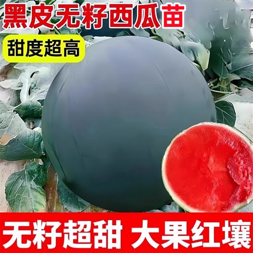 黑皮无籽西瓜苗秧南方8424嫁接麒麟盆栽懒汉美都懒人红玉甘美4k2k