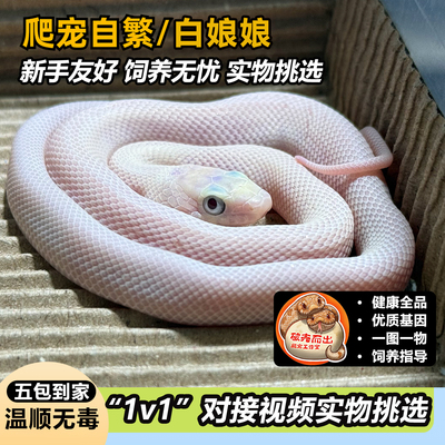 活体白娘娘德州鼠蛇自繁健康