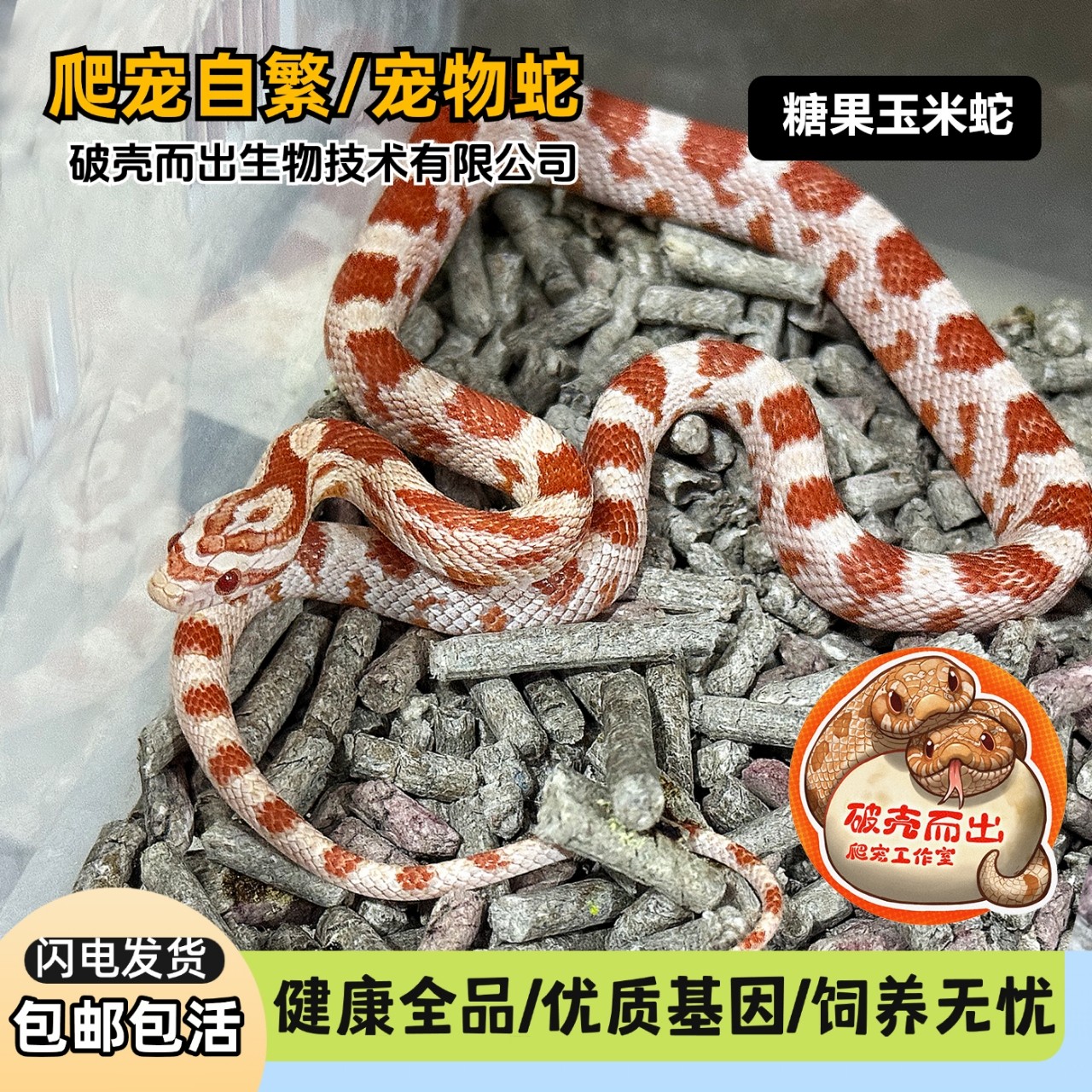 玉米蛇玩具蛇宠物蛇活体图片