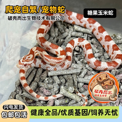 玉米蛇玩具蛇宠物蛇活体