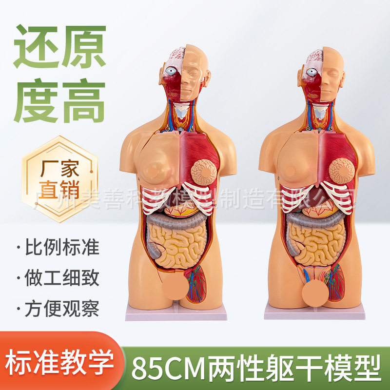 85CM两性躯干可拆23件人体器官结构组织解剖内脏器官结构分布结构