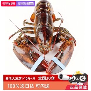 【自营】【活虾】鲜活波士顿龙虾特大波龙超大鲜活大龙虾非澳洲龙
