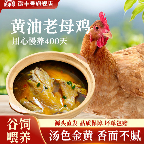 徽丰号400天黄油老母鸡顺丰包邮