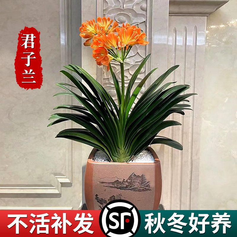 君子兰盆栽老苗带花苞兰花四季开花好养室内花卉植物圆头和尚绿植图片