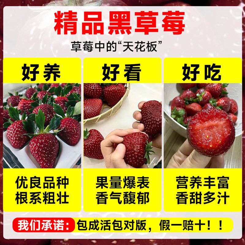 冬季黑珍珠草莓苗秧盆栽四季结果食用奶油草梅苗室内阳台植物绿植 - 实物图