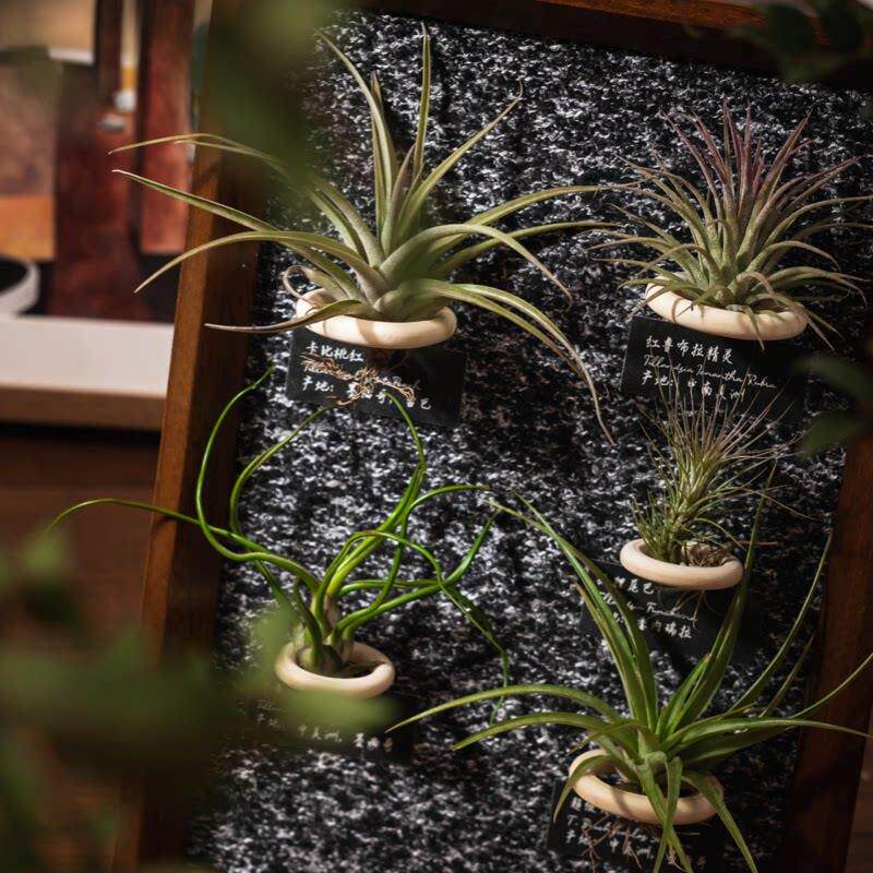 生野造物牵挂诞梨空气凤梨居装饰绿植家装LOW画画生日耶饰礼物