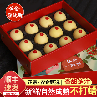 正宗甘肃维纳斯黄金苹果新鲜水果当季现摘纯甜非奶油富士礼品盒