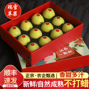 甘肃正宁高原瑞雪苹果当季新鲜现摘苹果纯甜无酸商超甄选礼品盒