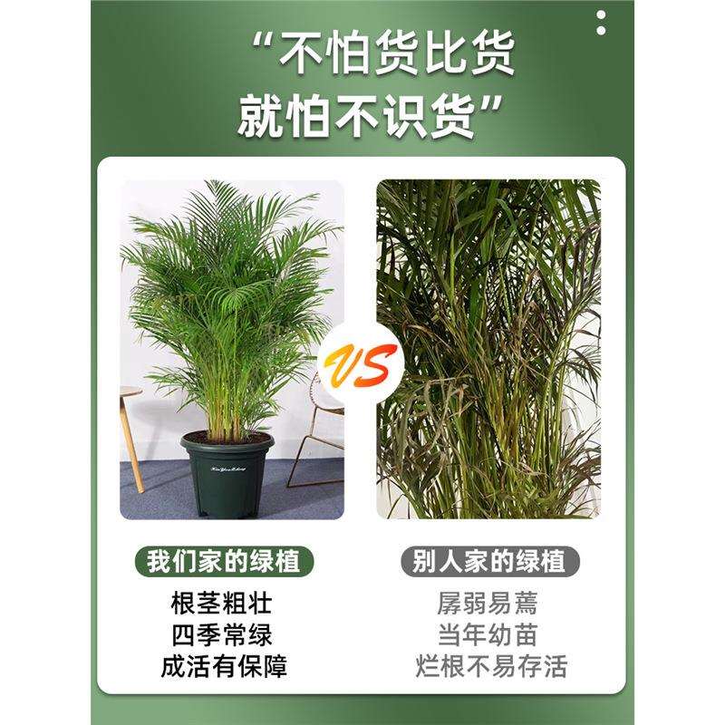 散尾葵凤尾竹室内客厅大型绿植吸甲醛植物四季常青袖珍椰花卉盆栽