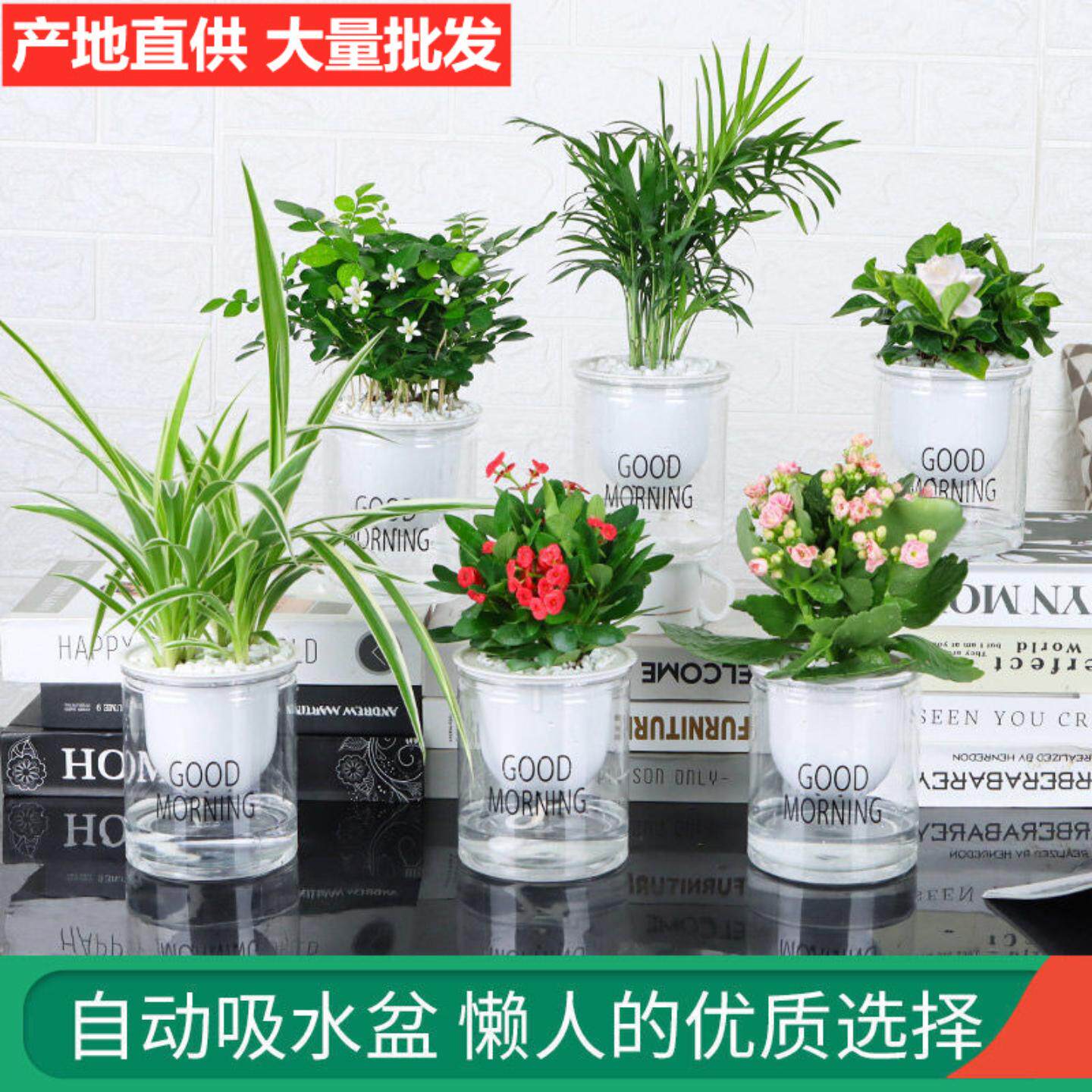基地直销小盆栽水培绿植绿萝长寿花栀子花发财树九里香文竹碧玉