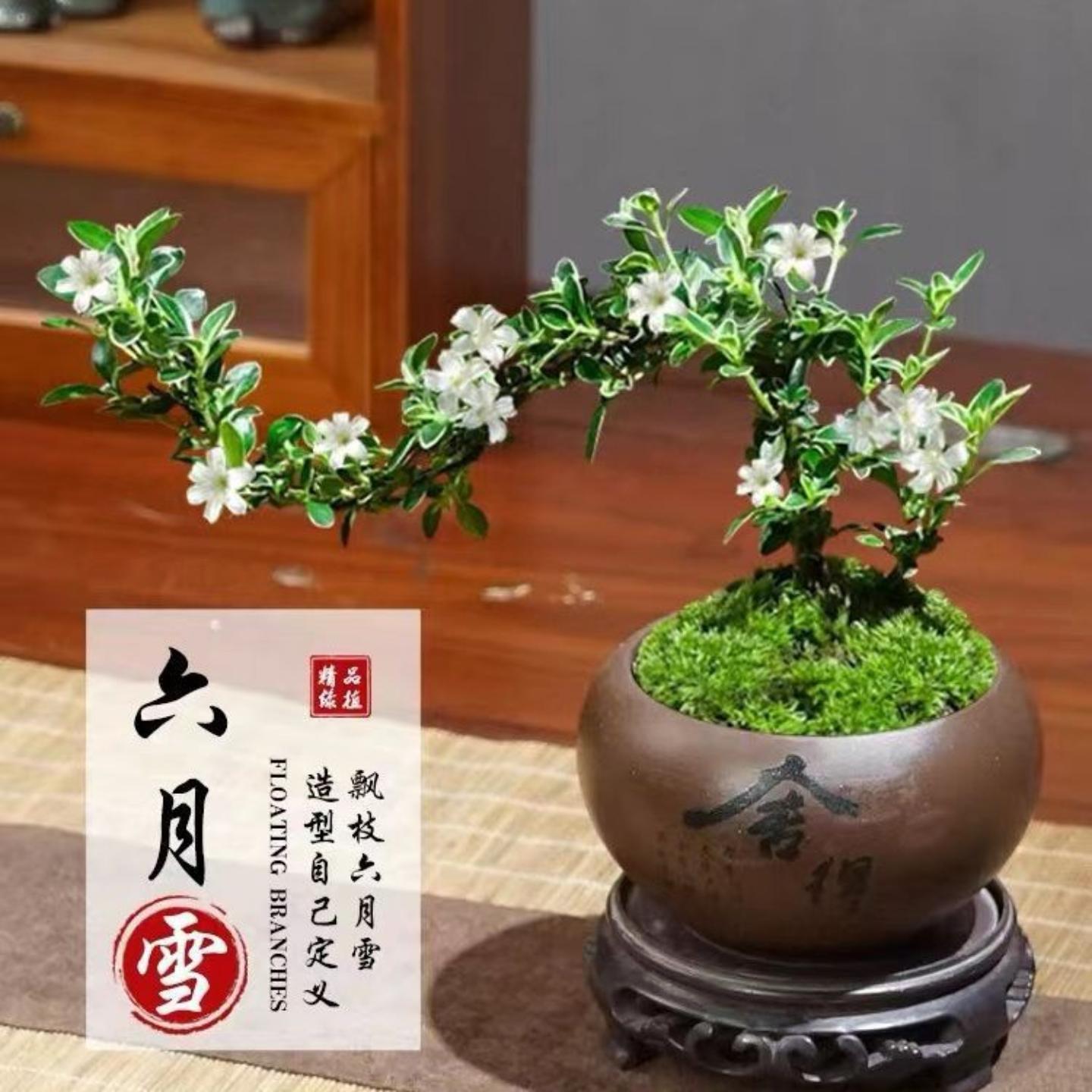 六月雪盆景悬崖式造型植物室内客厅桌面老桩苔藓盆栽四季好养花卉