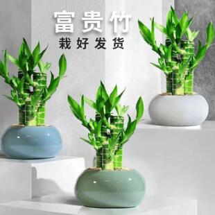 富贵竹转运竹文昌摆件花盆好养水培四季常青绿竹室内绿植