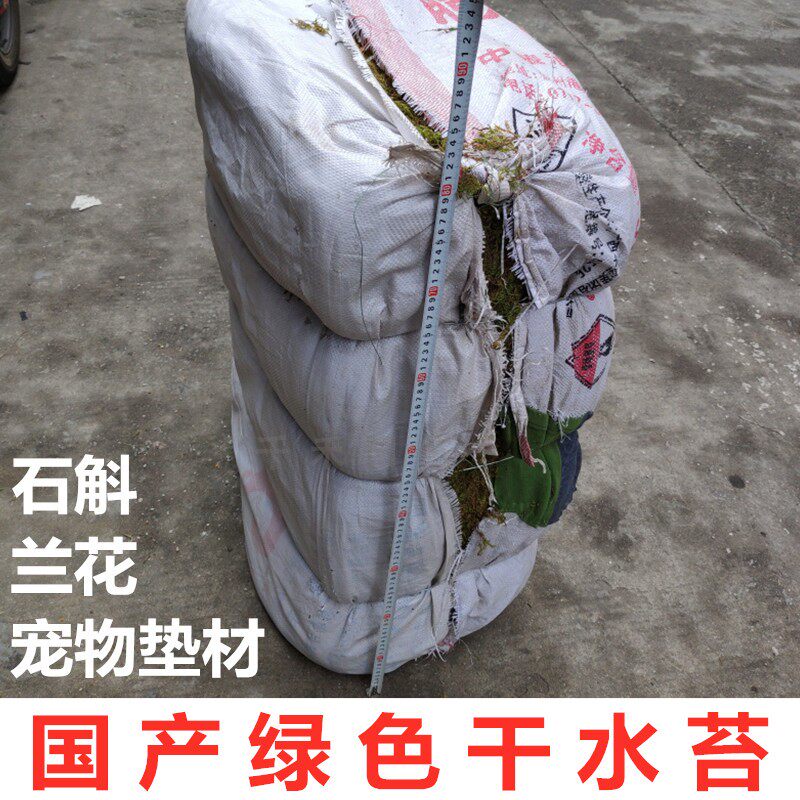 国产绿色干水苔苔藓宠物垫材铁皮石斛蝴蝶兰土兰花土苗木嫁接保湿