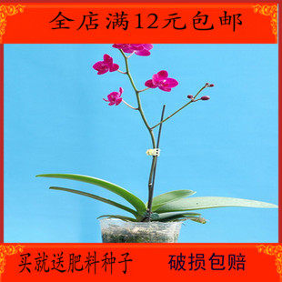 现货蝴蝶兰 大小苗正宗 蝴蝶兰花 苗盆栽花卉兰花 不带花