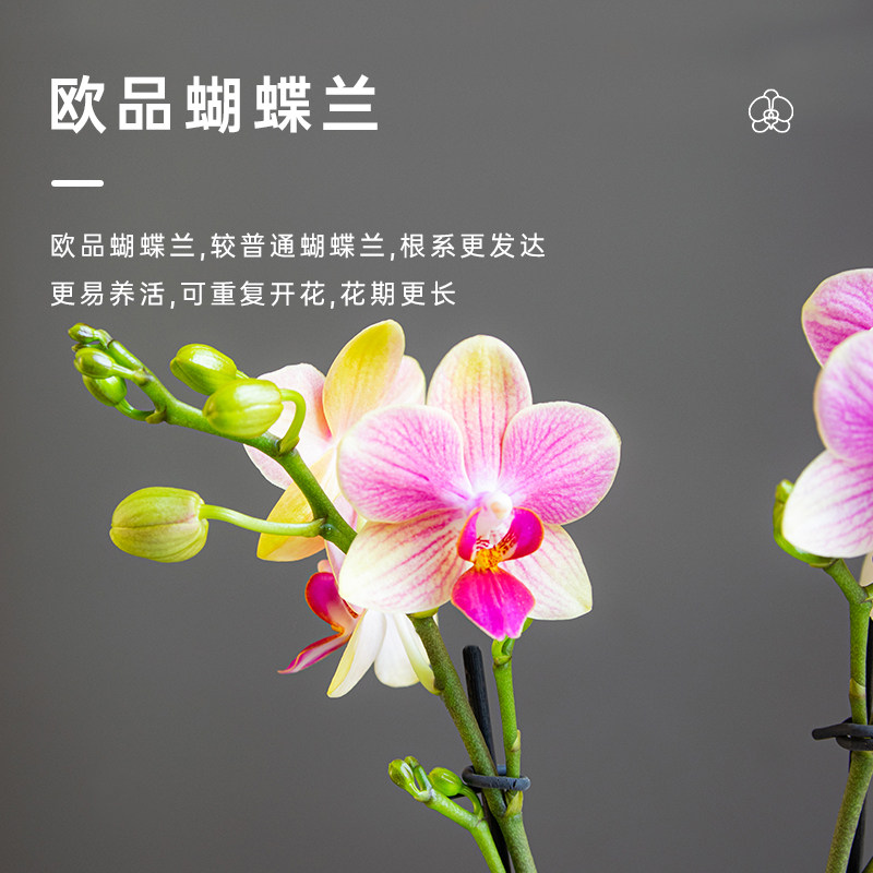 金色池塘欧苗蝴蝶兰盆栽带花带花苞室内花卉开业乔迁鲜花节日礼物