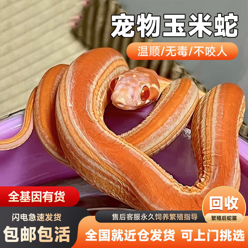 活体宠物玉米蛇新手入门温顺品种